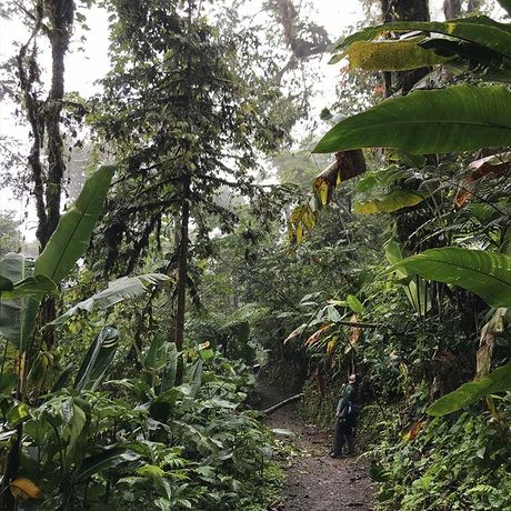 Blick auf den Wanderweg bei der Wanderung über Hängebrücken im Nationalpark Monteverde