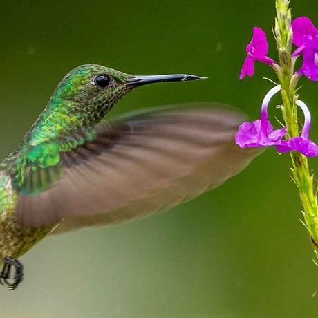 Viele Kolibris werden Sie auf Ihrer Exkursion entdecken