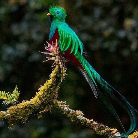 Mit etwas Glück entdecken Sie den magischen Quetzal