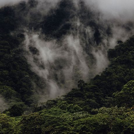 Costa Rica Nebelwald Wolke