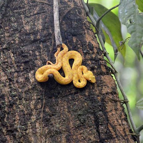 Die bunte Tier- und Pflanzenwelt eines der schönsten Nationalparks Costa Ricas