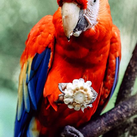 Farbenfrohe Aras leben in Costa Ricas Natur