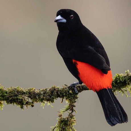 Entdecken Sie die exotischen Vögel Costa Ricas