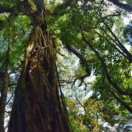 Blick auf einen Baum bei der Wanderung im Nationalpark Monteverde