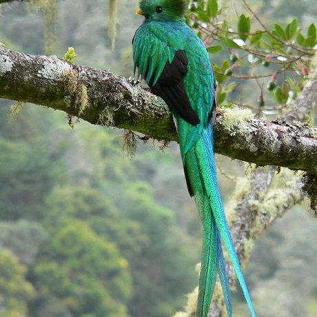 Der Quetzal ist ein seltener Vogel und bei mesoamerikanischen Urvölkern beliebt gewesen.
