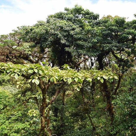 Blick auf den Wald bei der naturkundlichen Exkursion ins Reservat Curi Cancha