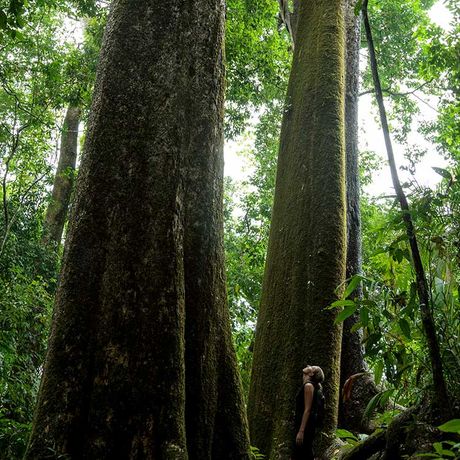 Erleben Sie den tropischen Regenwald hautnah mit einem erfahrenen, einheimischen Naturführer