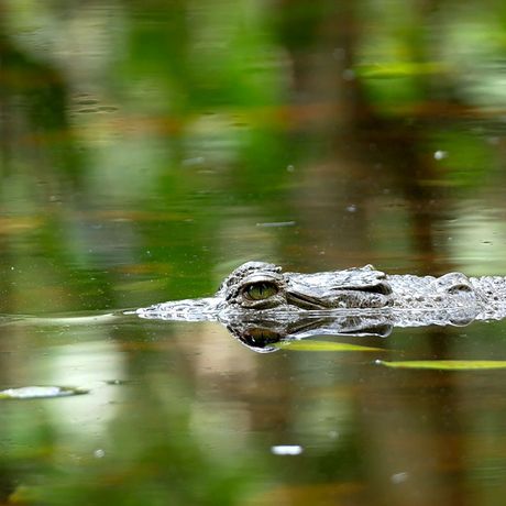 Blick auf ein Krokodil bei der Flusssafari Peñas Blancas