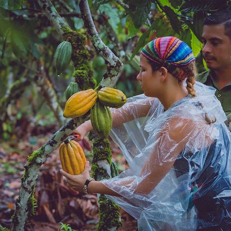 Blick auf die Ernte einer Kakaofrucht beim Tagesausflug Auf den Spuren des Kakaos