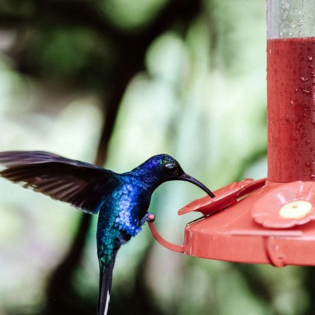 Viele Hotels haben in den Gärten Spender um Kolibris anzulocken