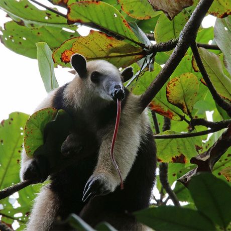 Blick auf einen Nasenbären bei der naturkundlichen Exkursion im Nationalpark Tortuguero