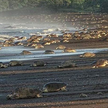 Blick auf Schildkröten bei der Schildkrötenbeobachtung in Nosara