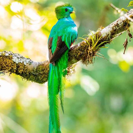 Der Quetzal nennt den Nationalpark sein Zuhause