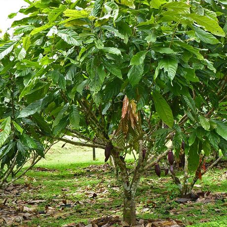 Blick auf einen Kakaobaum bei der Schokoladentour
