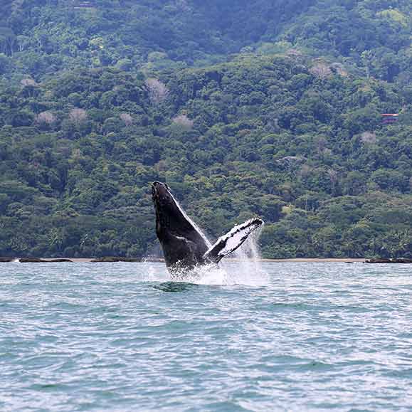 Ballena – Walflosse im Pazifik