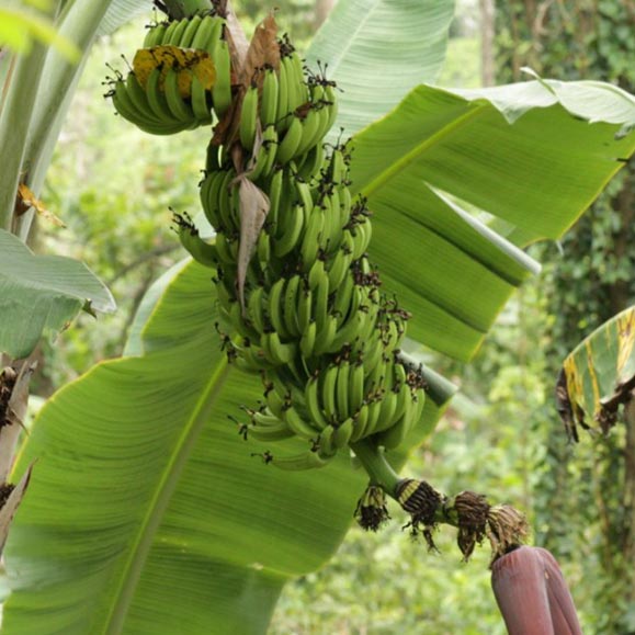 Bananenplantagen