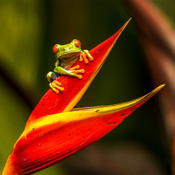 Frosch auf Blatt Costa Rica