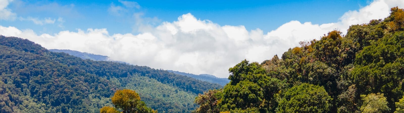 Gema del Bosque Banner