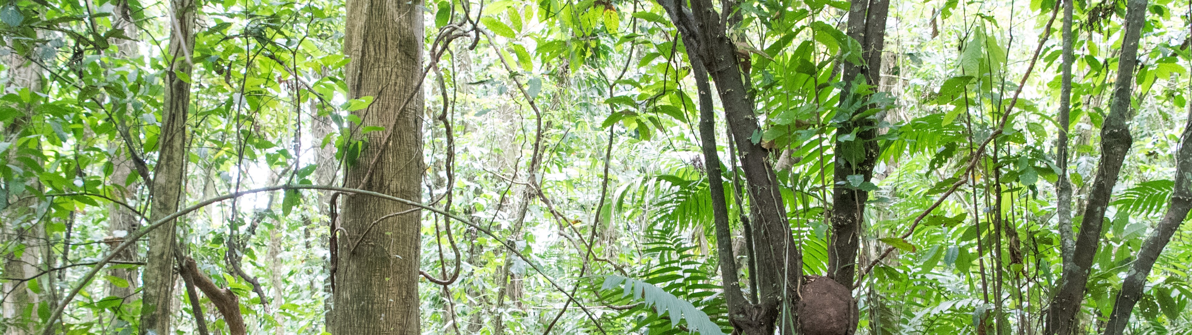 Ökolodge Arenal Oasis Banner