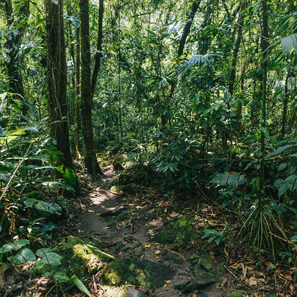 Wald Reserva Privada Arenal Costa Rica